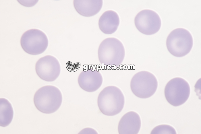 Hématies x800 - gryphea.org